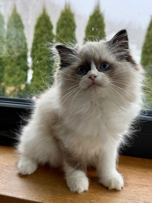 Codowny kocurek do rezerwacji