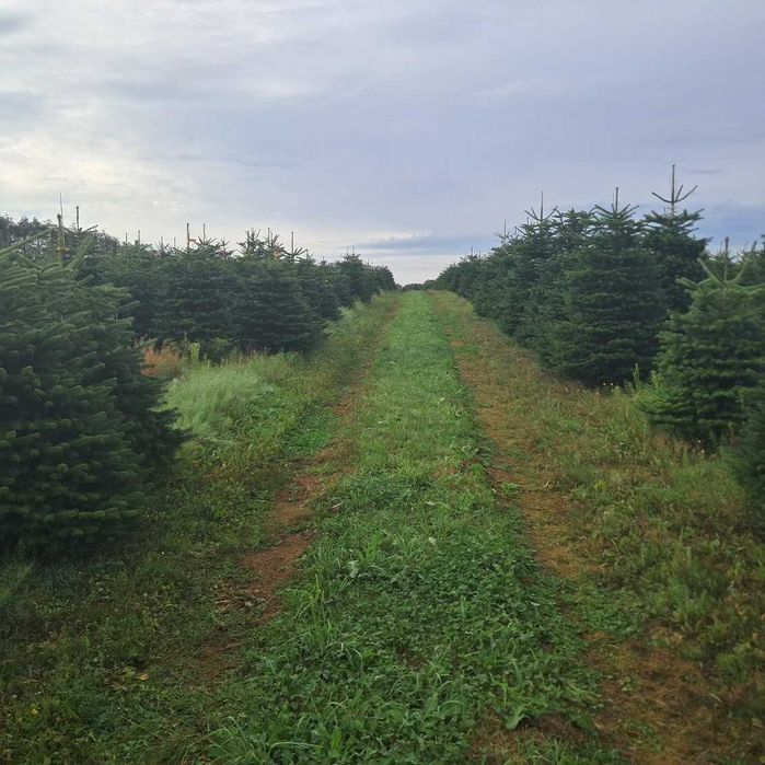Jodła kaukaska duńska 2,00-2,50 m I-II klasa 90 zł