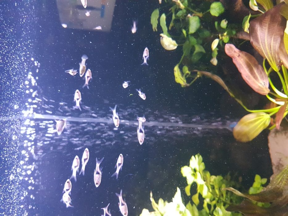 Razbora klinowa ok 2cm
