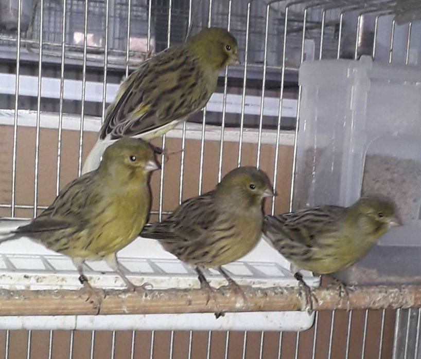 Vendo canários apartir de 10€