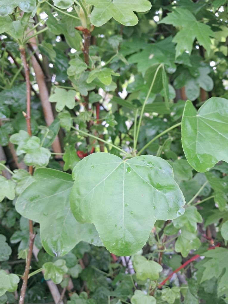 Ambrowiec Rotundiloba /drzewa alejowe/