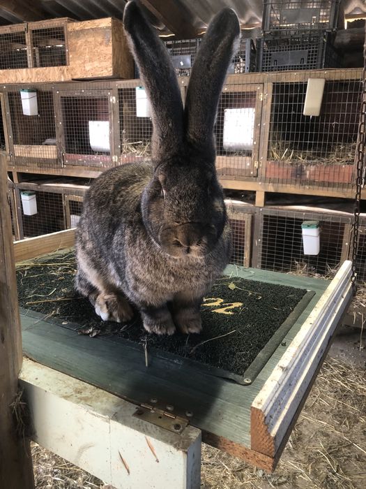 Бельгійський велетень