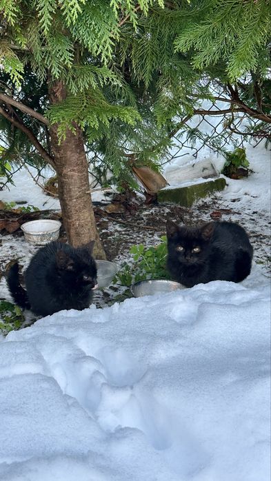 Oddam kotki w dobre ręce