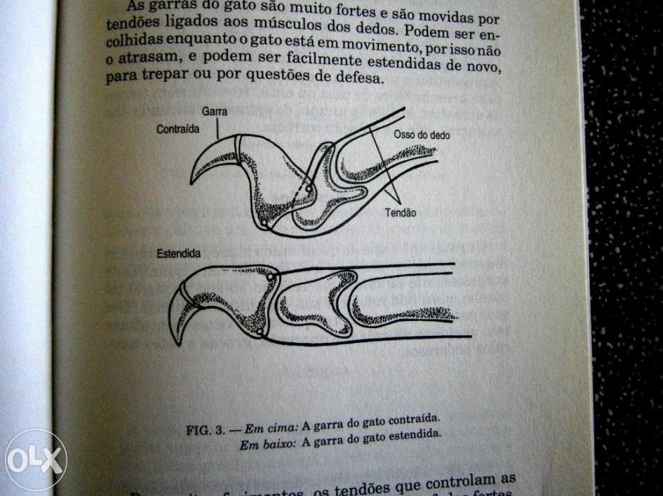 Como tratar do seu gato alimentação, variedades,doenças e tratamento