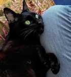 Cat Sitting ao domicílio em Lisboa e Oeiras