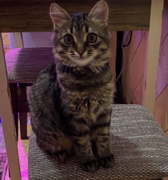 Котенок в заботливые руки