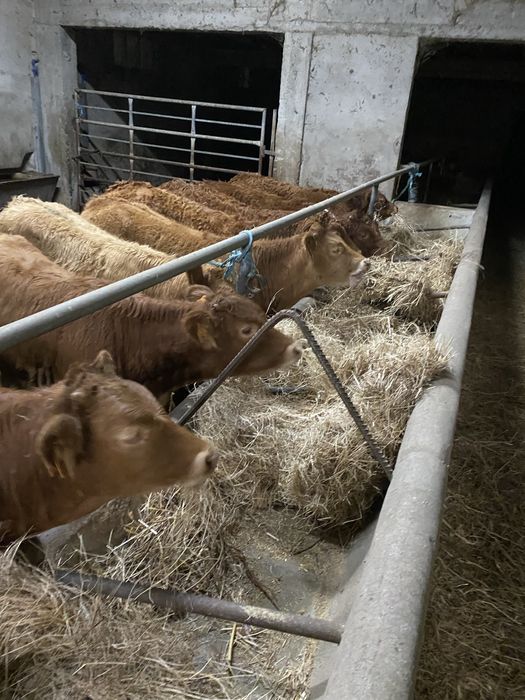 Lote de Vitelas cx de Limousines