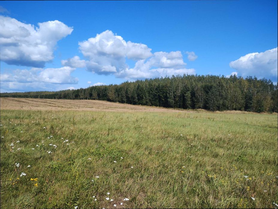 Piękna działka koło Ińska (3.000 m2)