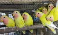 Молодые неразлучники волнистые попугаи