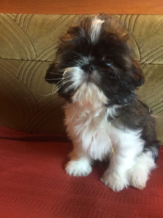 Piesek shih tzu suczka tricolor z rodowodem