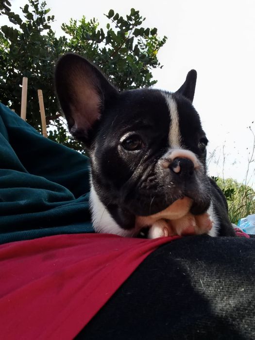 Bulldog Francês Fêmea
