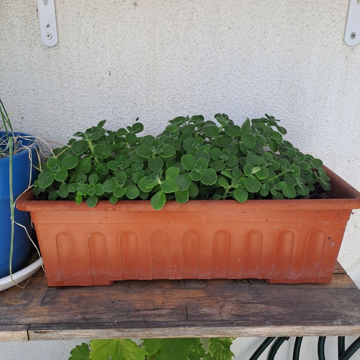 Plantas raras vicks