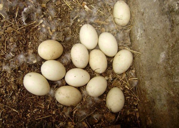 Продам яйця інкубаційні індокачок, мускусних качок(шипунів)