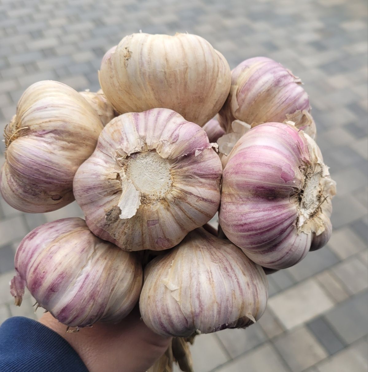 Czosnek WYSYŁKA polski kaliber 5,5cm +