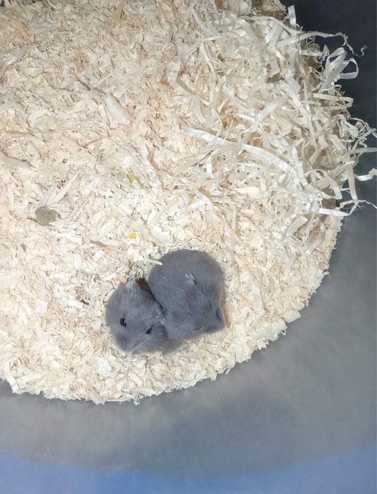 Джунгарики хом'яки