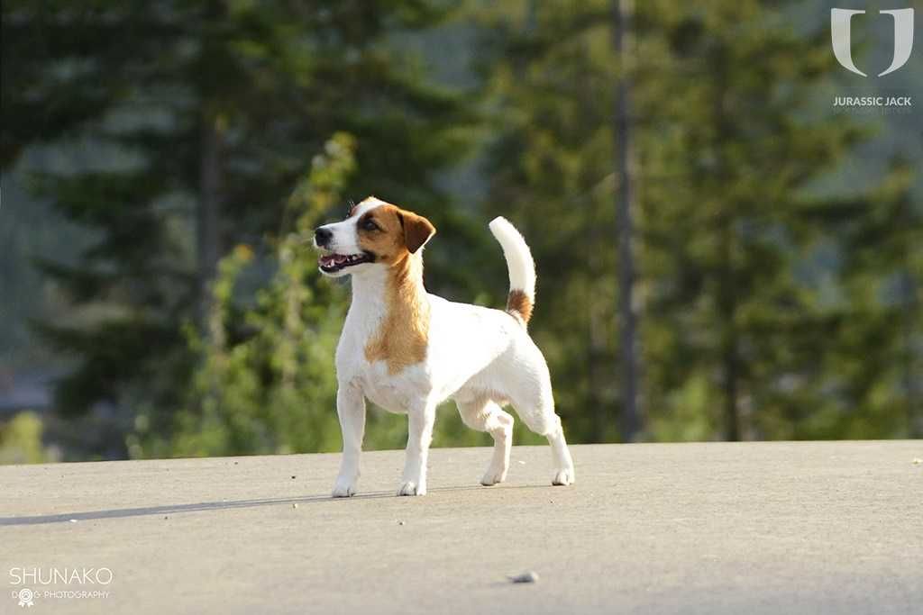 Reproduktor Jack Russell Terrier ZKwP gładkowłosy CH.PL KOMILFO HIT MY