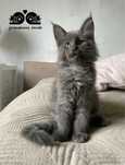 Maine Coon kocurek do hodowli