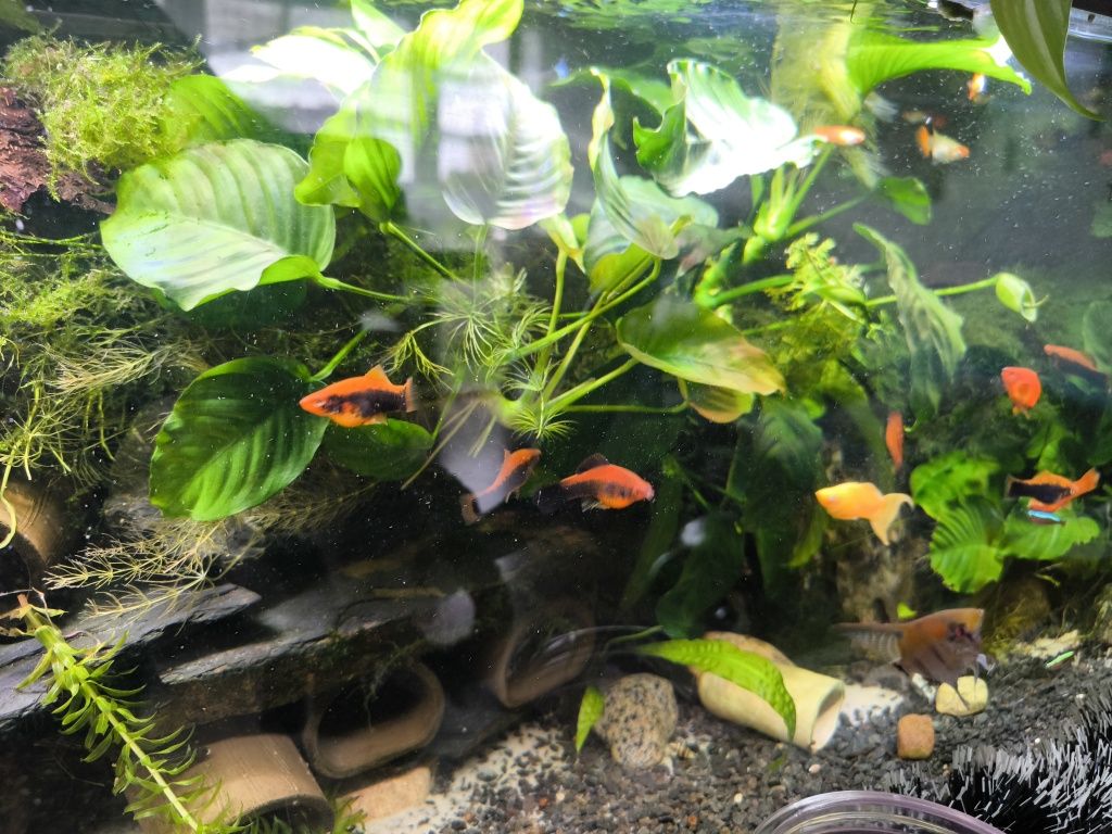 Anubias do akwarium