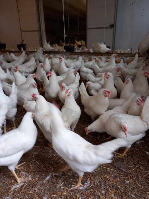 Nioski Leghorn 24 tygodnie! Wysyłka od 10 sztuk.