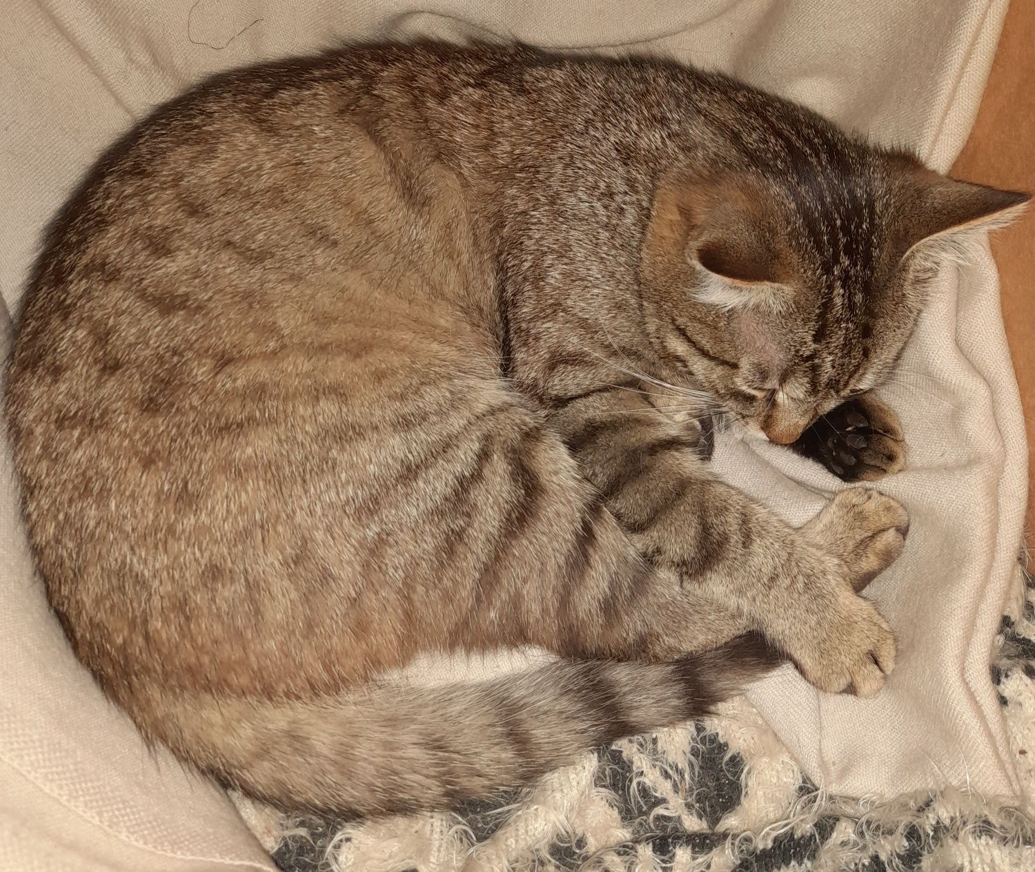 Котик ищет любящую семью.