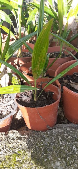 Palmeiras de leque e sicas