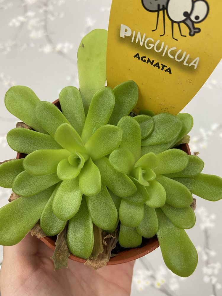 Pinguicula agnata