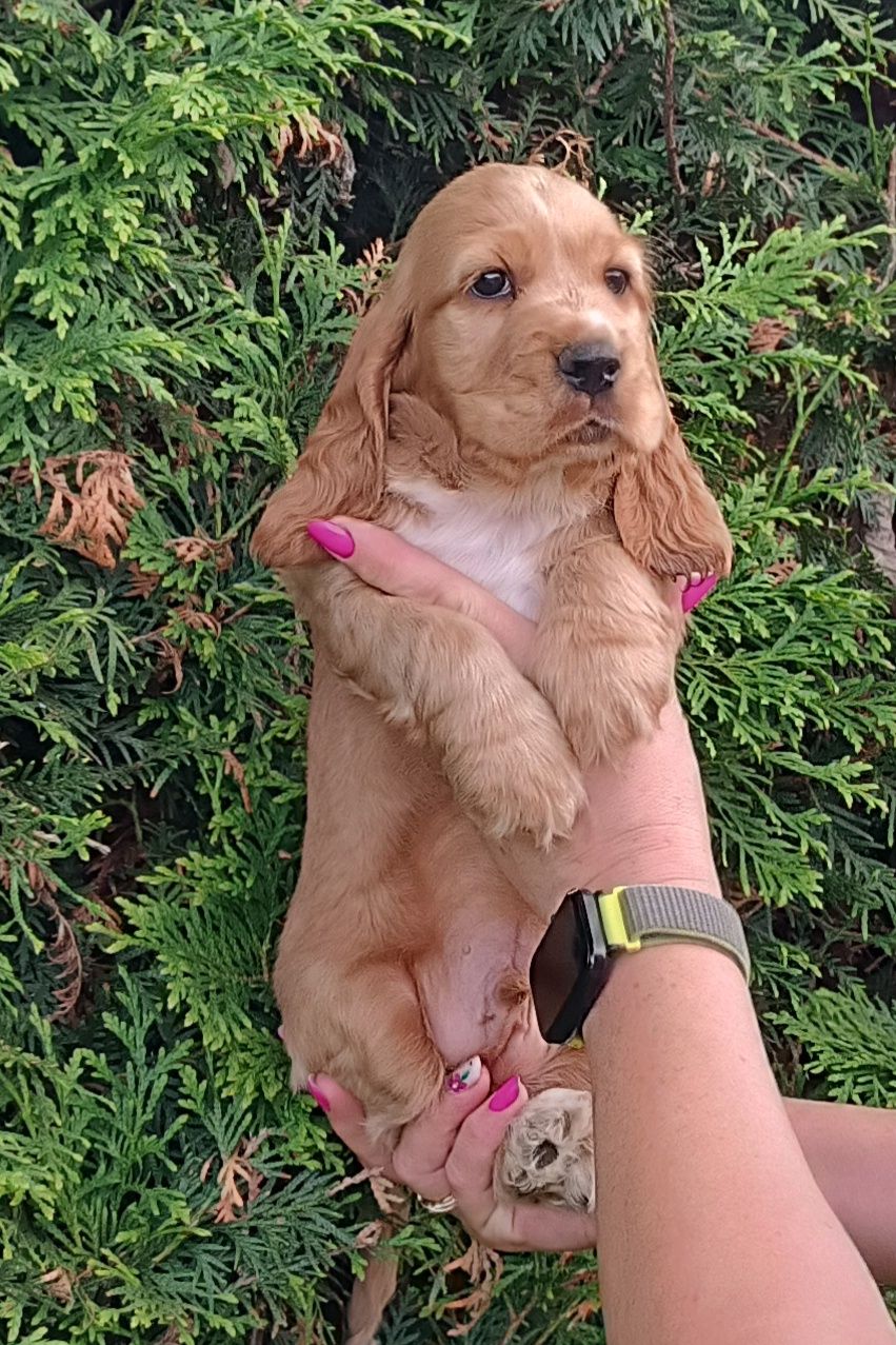 Piesek cocker spaniel angielski.