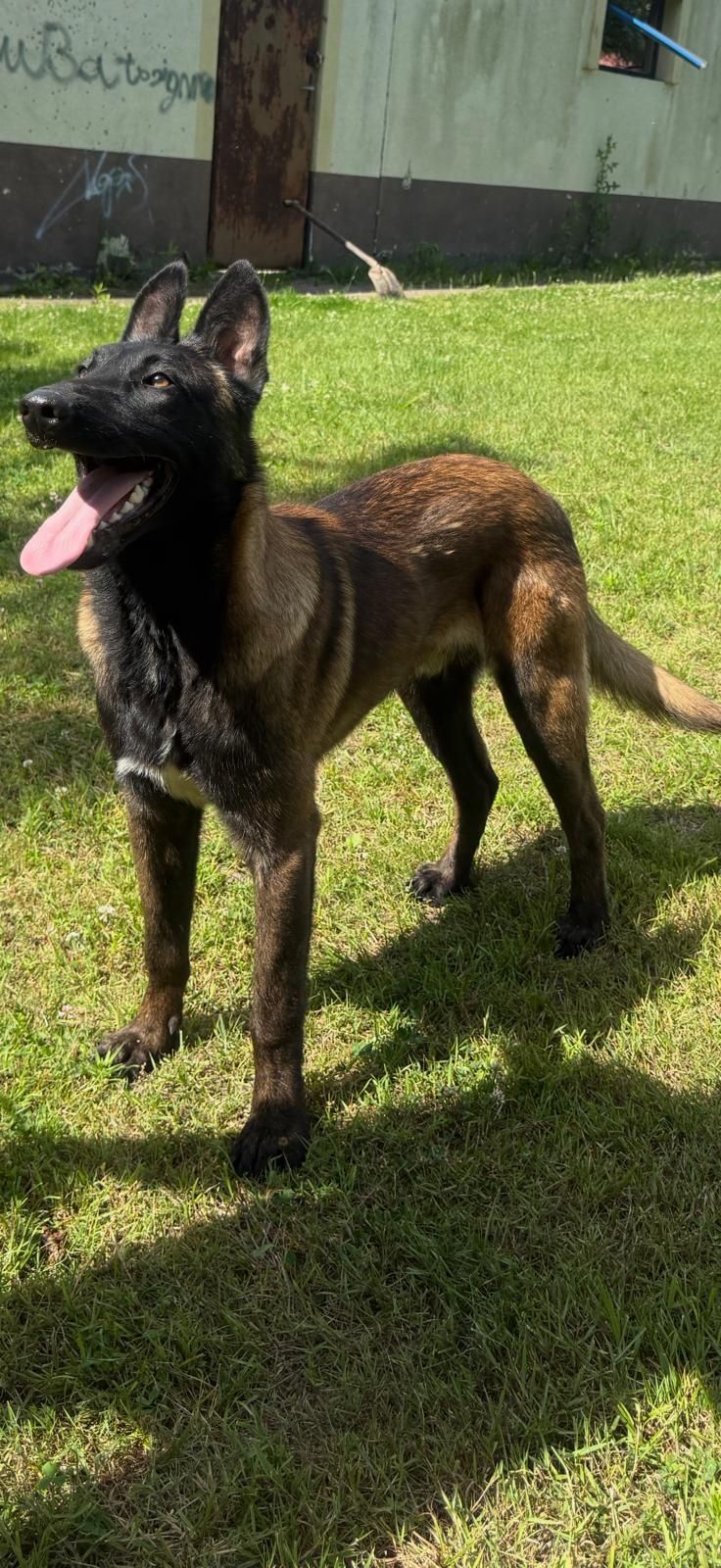 Owczarek belgijski malinois