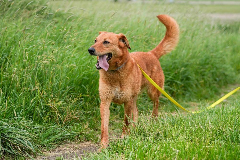 Simon, pies w typie golden, labrador retriever