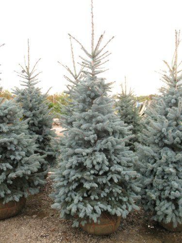 Ялинки Голубі, Ялинки зелені, Хупсі, Сербська, Коніка, Глаука, Кейбаб