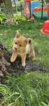 Suczka Shiba inu- metryka ZKwP FCI