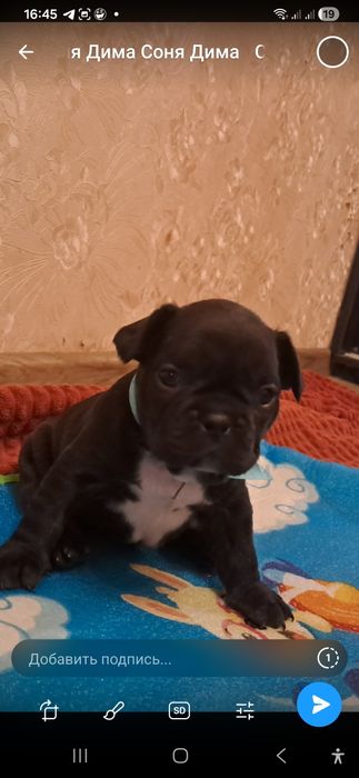 Продам французских бульдожков