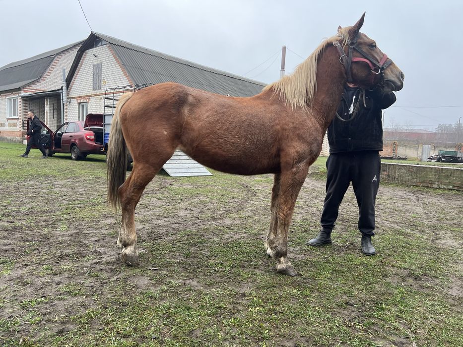 Продам рабочую лошадь