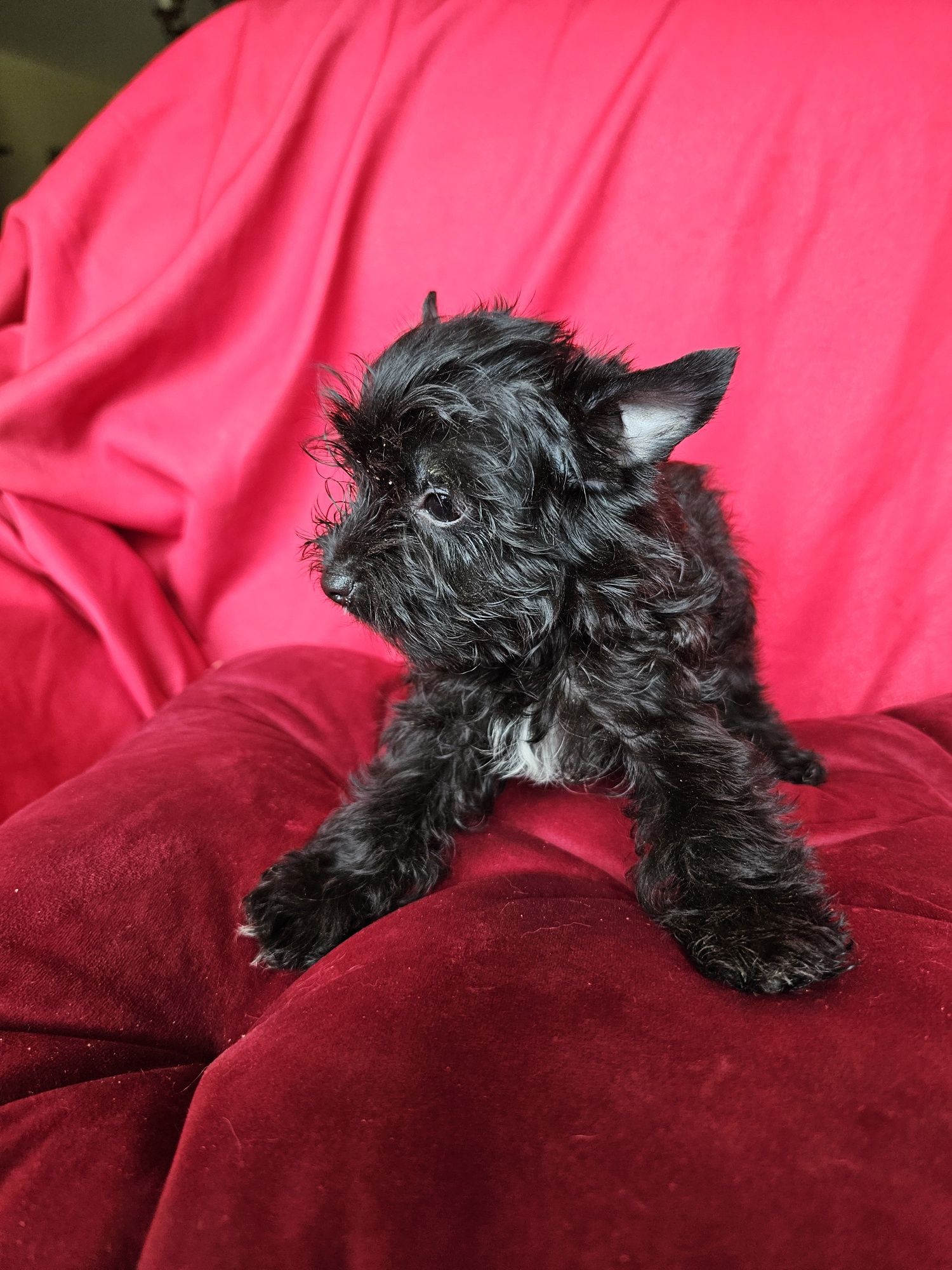 York terrier black suczka