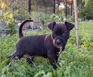 Szczenię Pitbull terrier