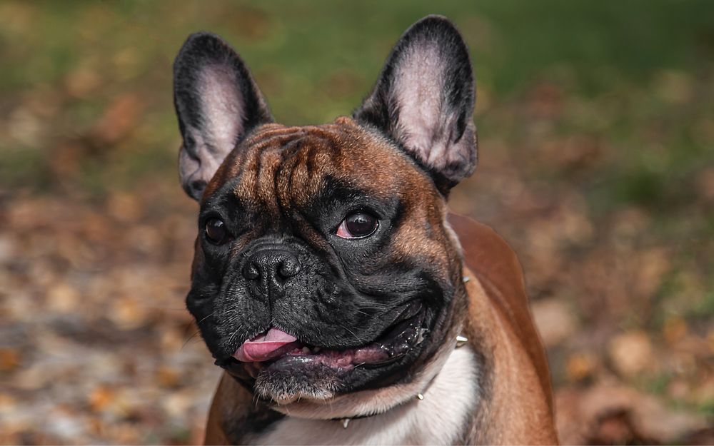 Вязка Французский бульдог