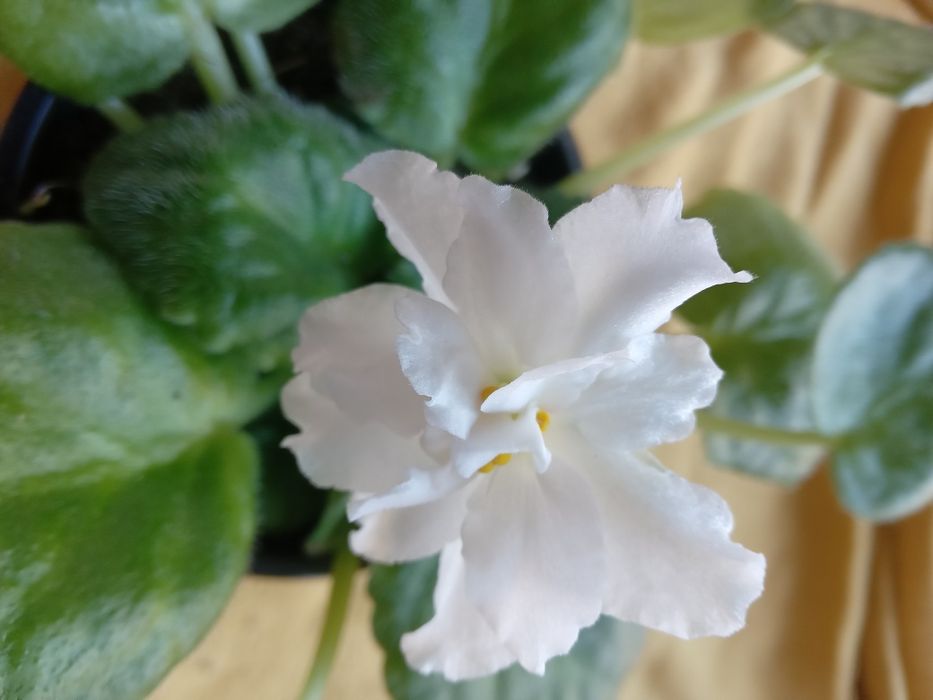 Вазон фіалка біла