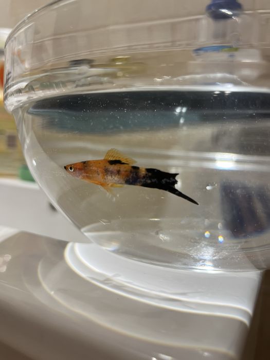 Oddam rybke Molinezja