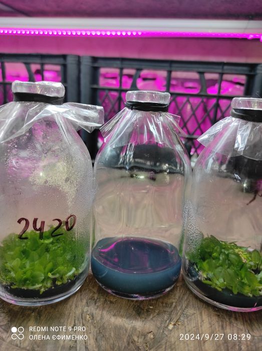 Готове до використання.Середовище Мурасіге-Скуга з додаванням гормонів