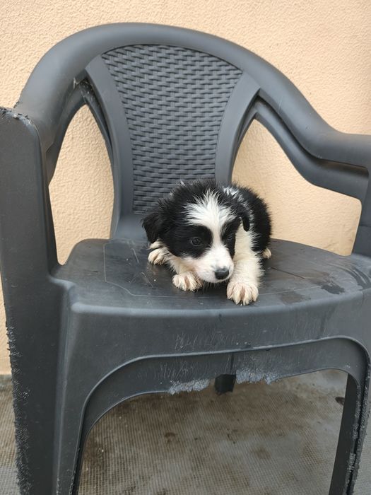 Border collie fêmea pura