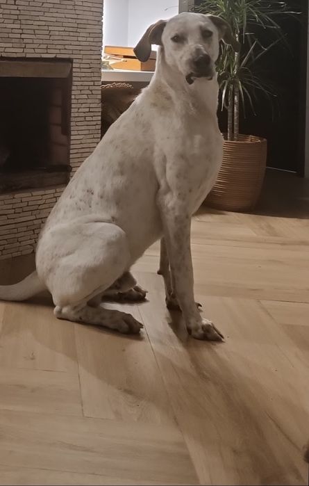 Para adopção responsável este lindo