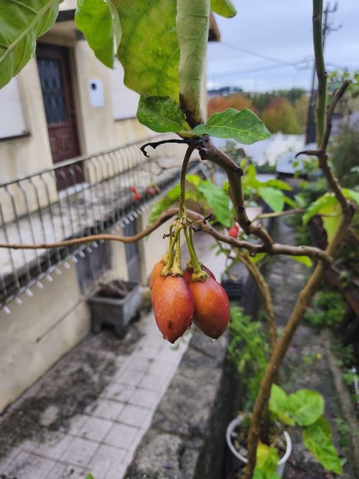 Árvores frutíferas exóticas e tropicais
