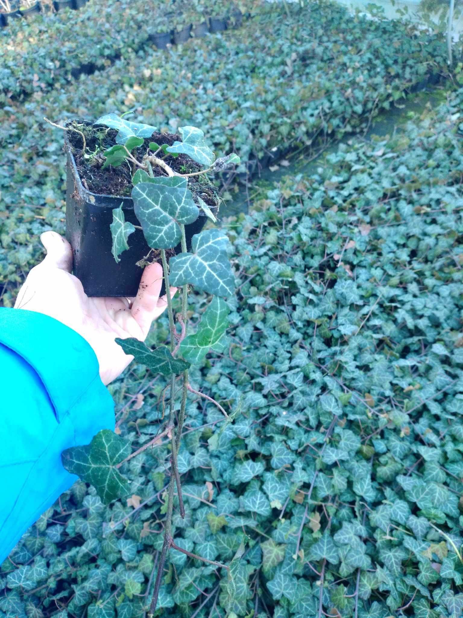bluszcz pospolity, Hedera helix P9