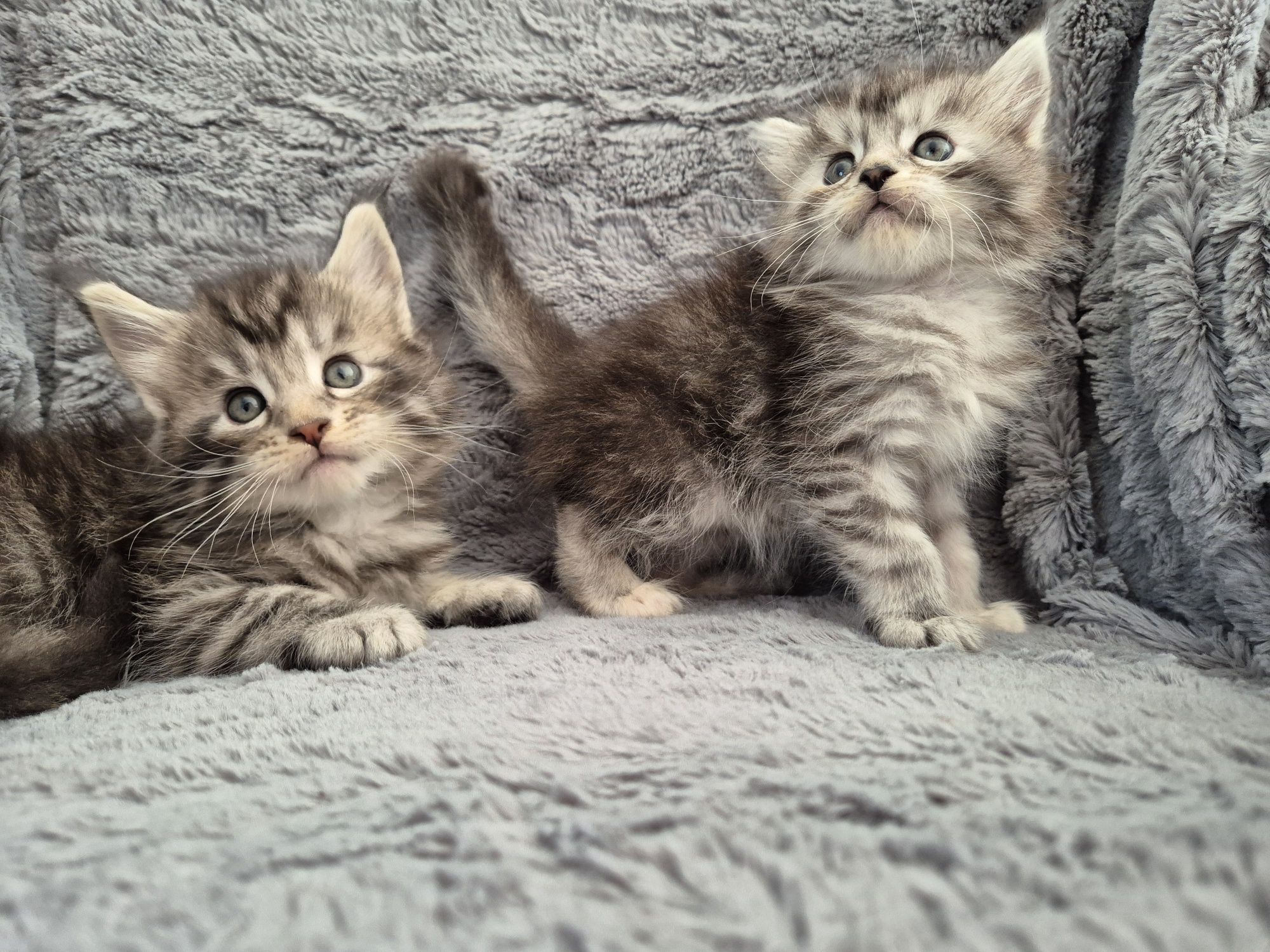 Maine coon MCO  do odbioru we wrześniu