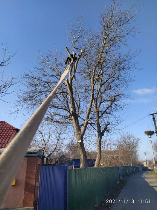 Обрезка деревьев весною. Спил, чистка  дерев. Корчування.Кронування.