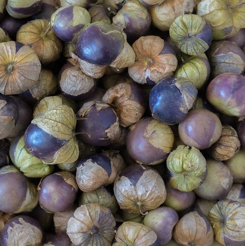 Tomatilho Roxo e Verde