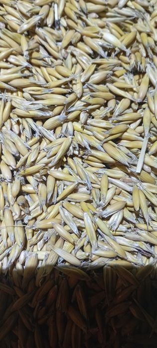 Owies z zbiorów 2025