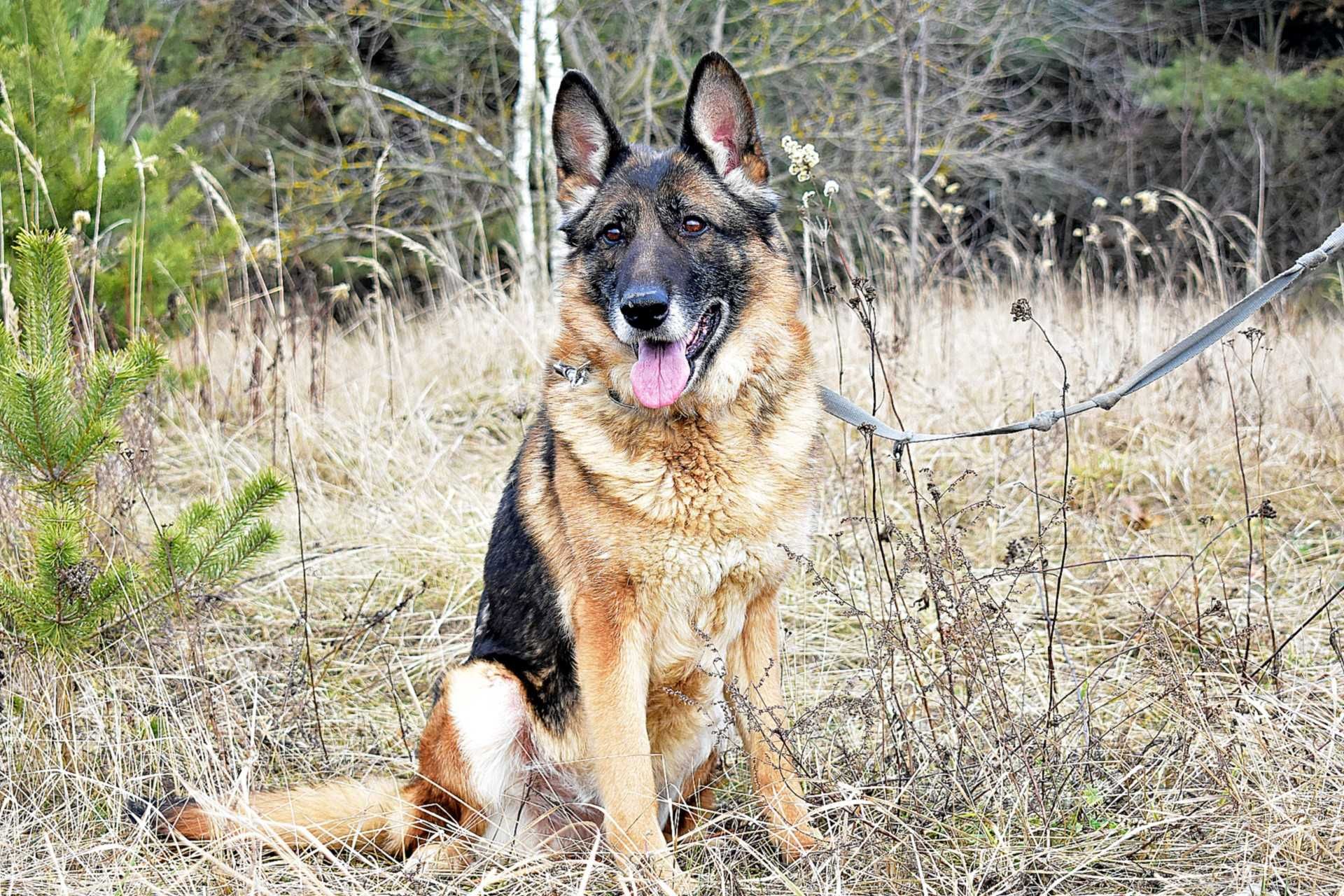 LETINA - mądra sunia w typie owczarka niemieckiego do adopcji