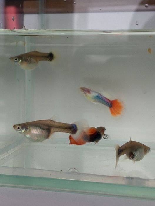 Gupik tuxedo kolorowe gupiki