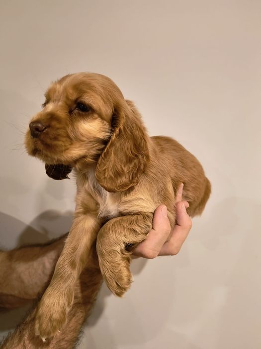 Cocker spaniel angielski jedyna taka suczka
